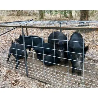 Hog Traps
